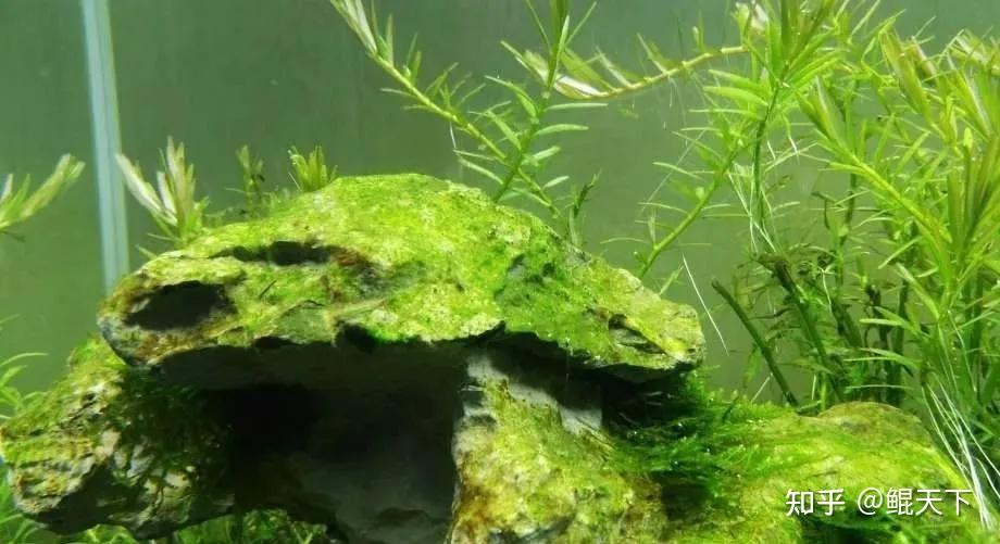 鲲天下专栏鱼缸藻类大盘点有哪些可以不用去管