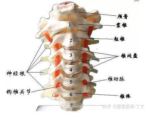 颈椎病日常需要注意的问题 知乎