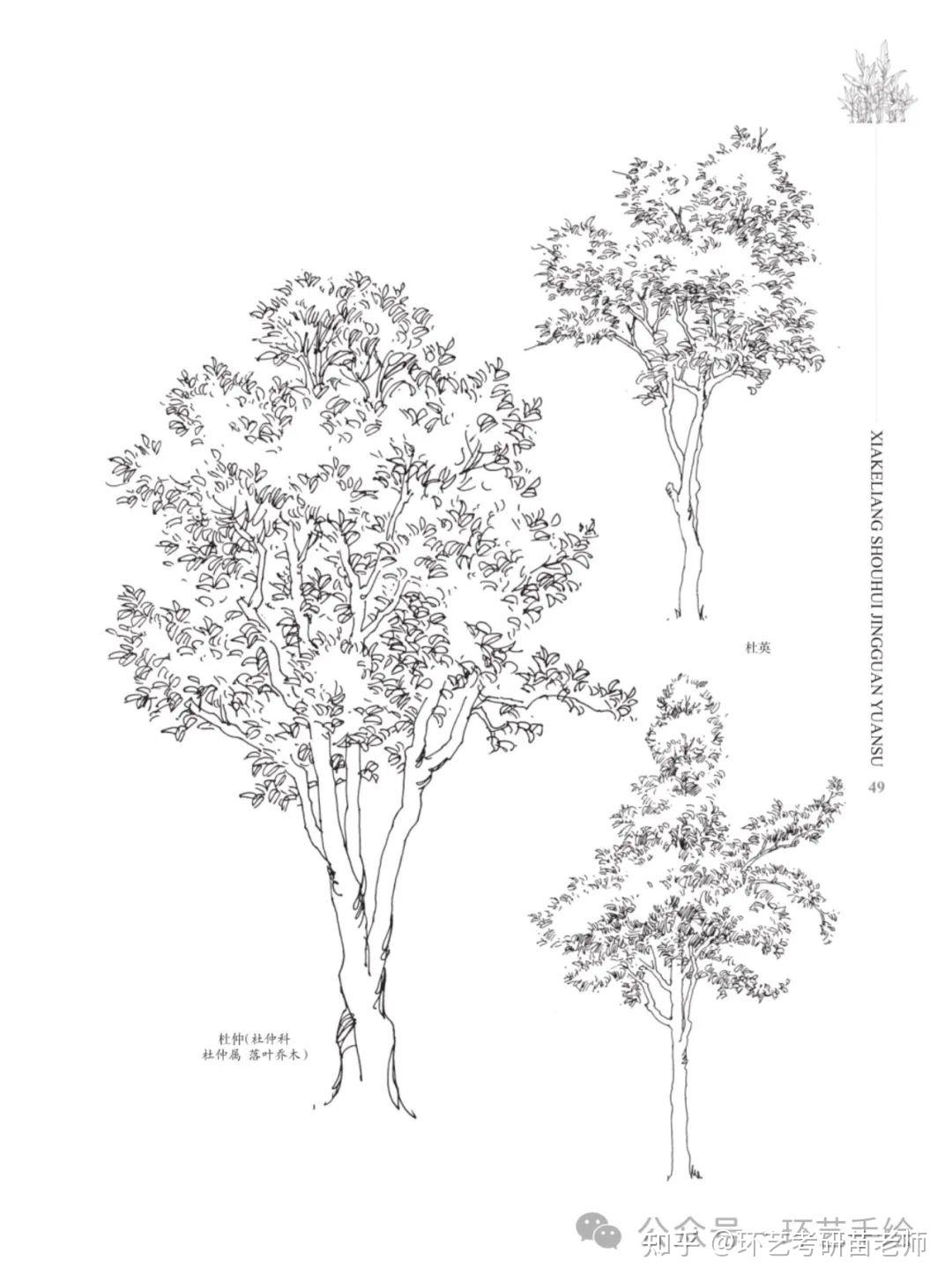 景观植物手绘及名称图片