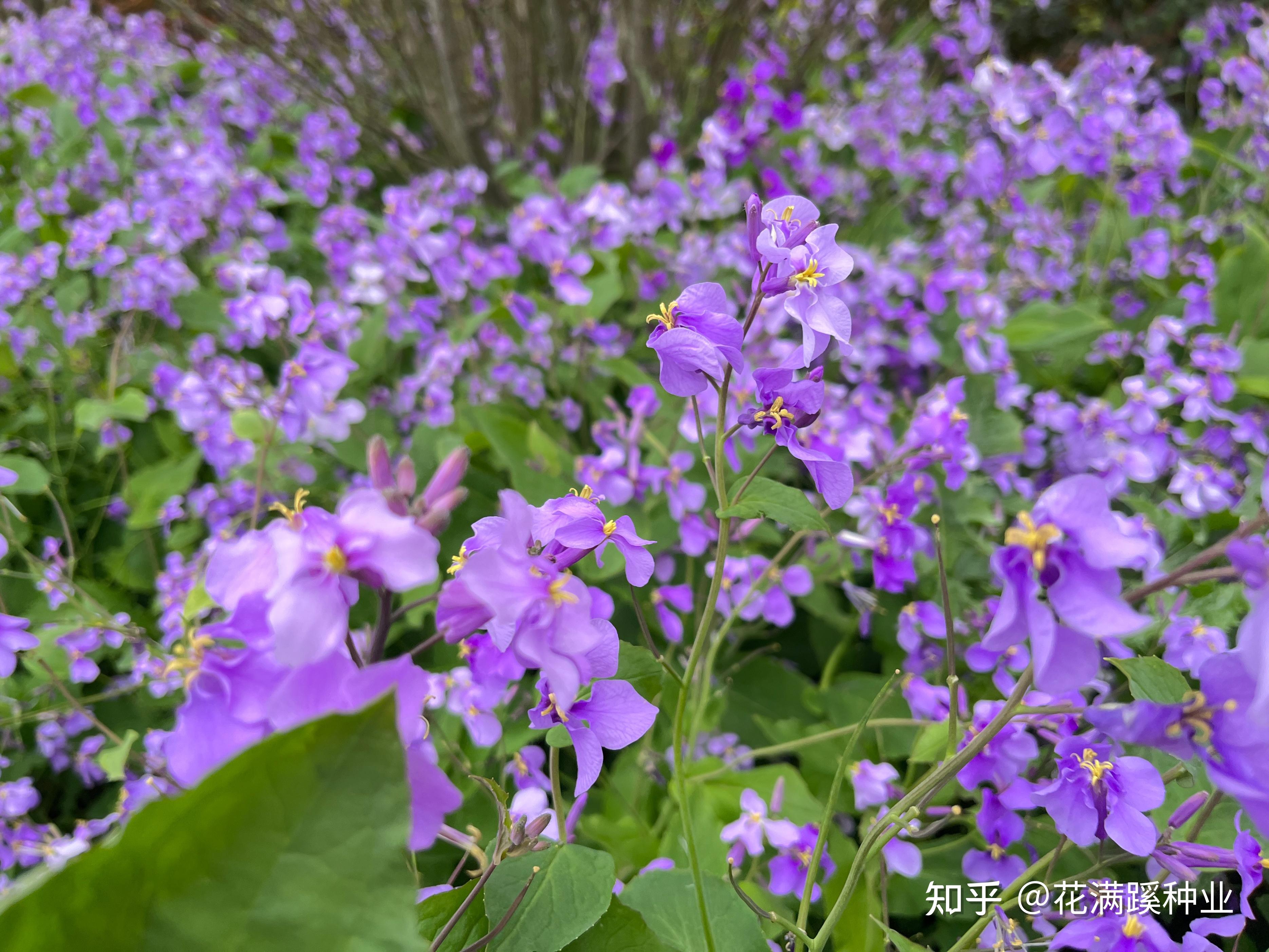 诸葛菜——二月兰的种植方法 - 知乎