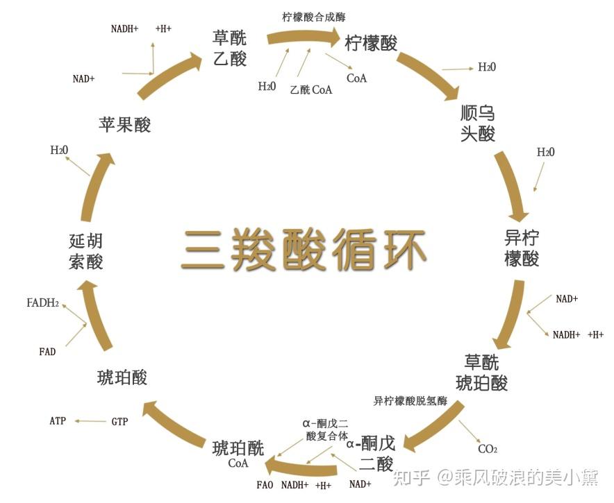 有机酸是如何参与三羧酸循环的? - 知乎