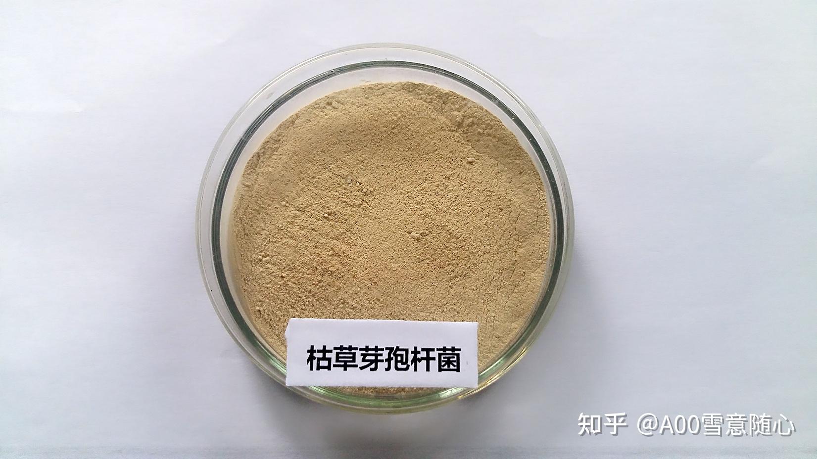 枯草芽孢杆菌的使用方法和产品优势