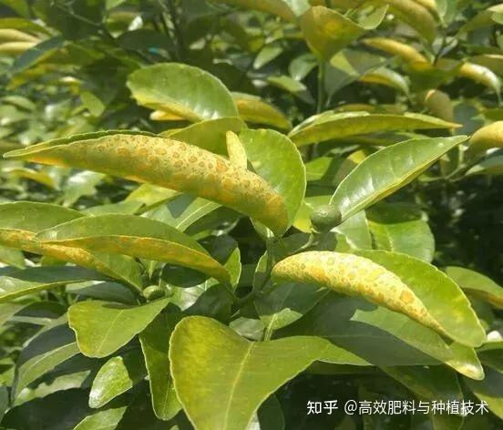 柑橘脂点黄斑病,你了解多少?