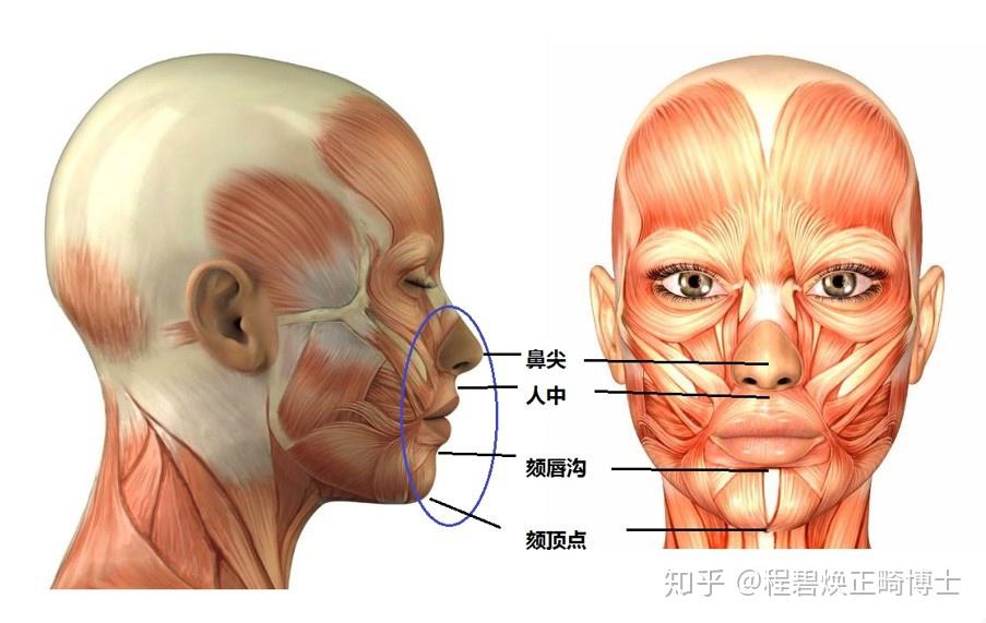 正经八卦来了哈 首先科普一下本期的正畸学名词 颏唇沟