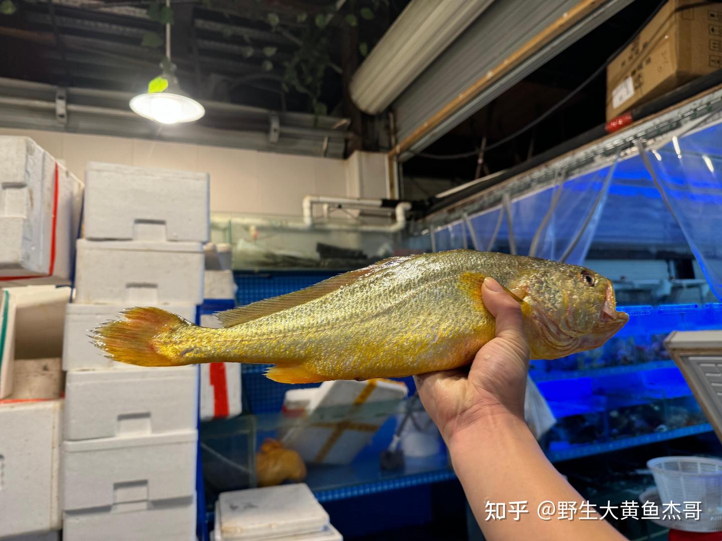 讲解生态野生大黄鱼及野生大黄鱼为何价格昂贵的缘故 - 知乎