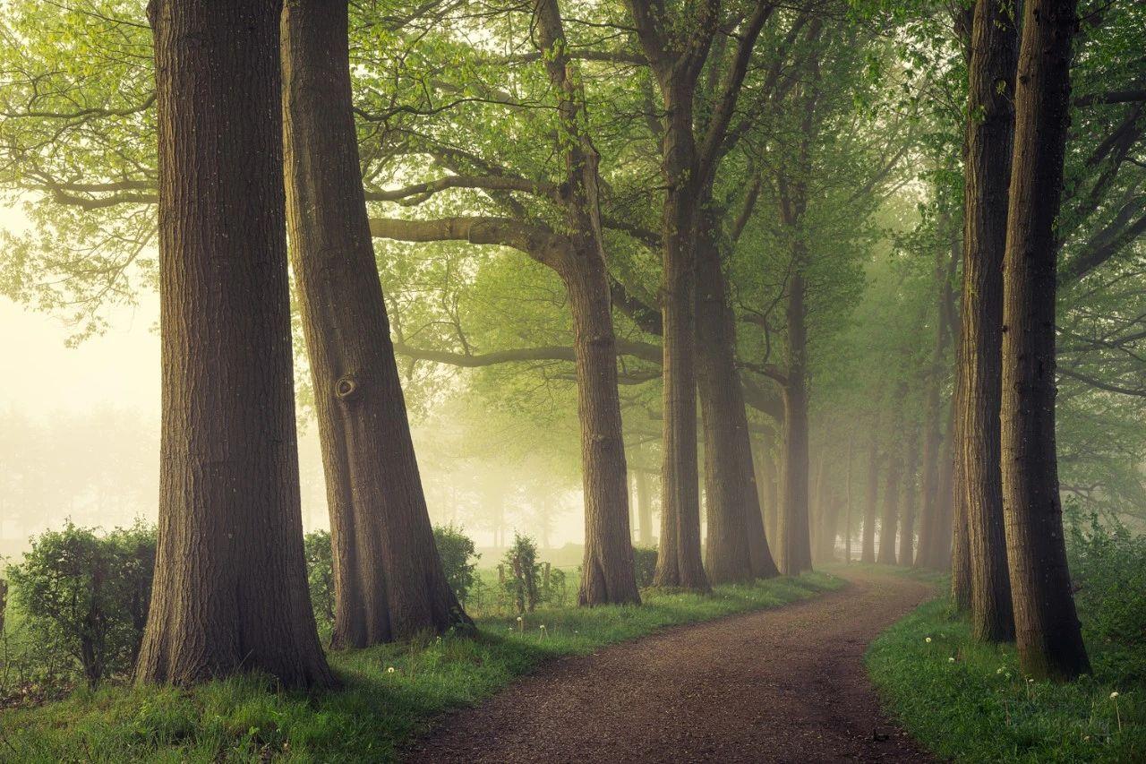 专访荷兰摄影师拍下奇幻森林看一次治愈一次