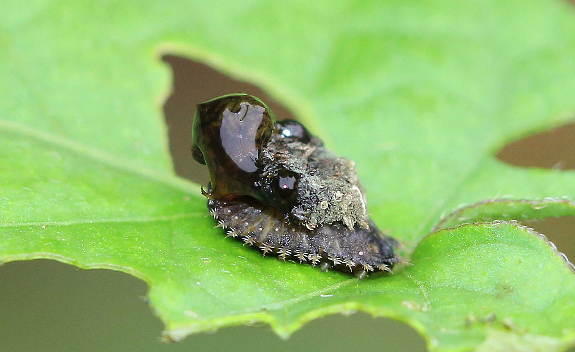 动物篇(20)·节肢动物门·鞘翅目(下)
