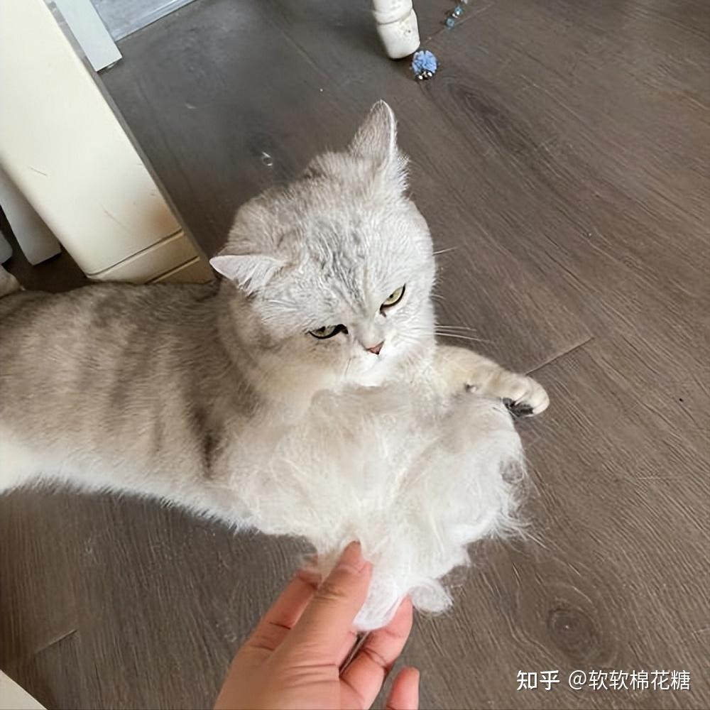 其实也是深受欢迎,供不应求的,这就导致很多猫贩子会炒价格,也曾把银