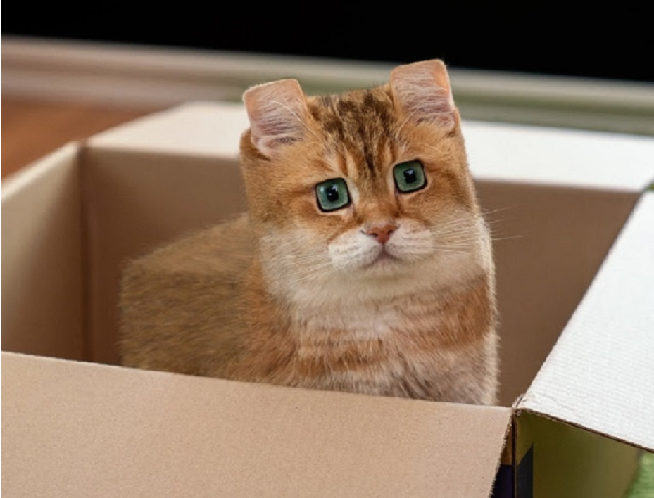 乖猫出门怂到不行谁也别想让我离开太空舱