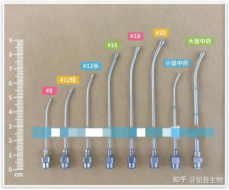 轻松搞定!小鼠灌胃操作要点 - 知乎