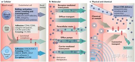 The blood–brain barrier and blood– tumour barrier in brain tumours and