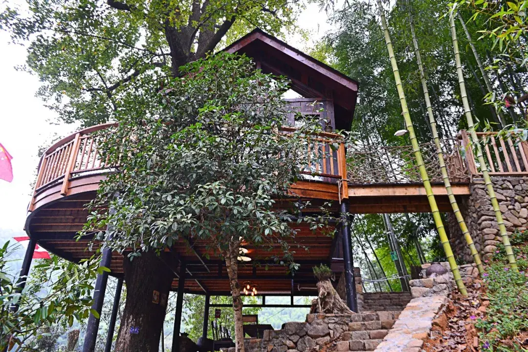 树屋位于富春江镇石舍村,栖身于一棵有着300年历史的老枫香树上,算是