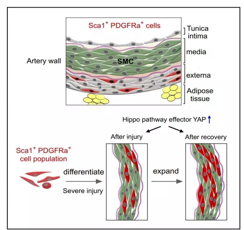 cell stem cell | 中科院发现血管平滑肌干细胞参与血管修复再生 - 知