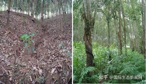 橡胶林复合农业生态系统 - 知乎