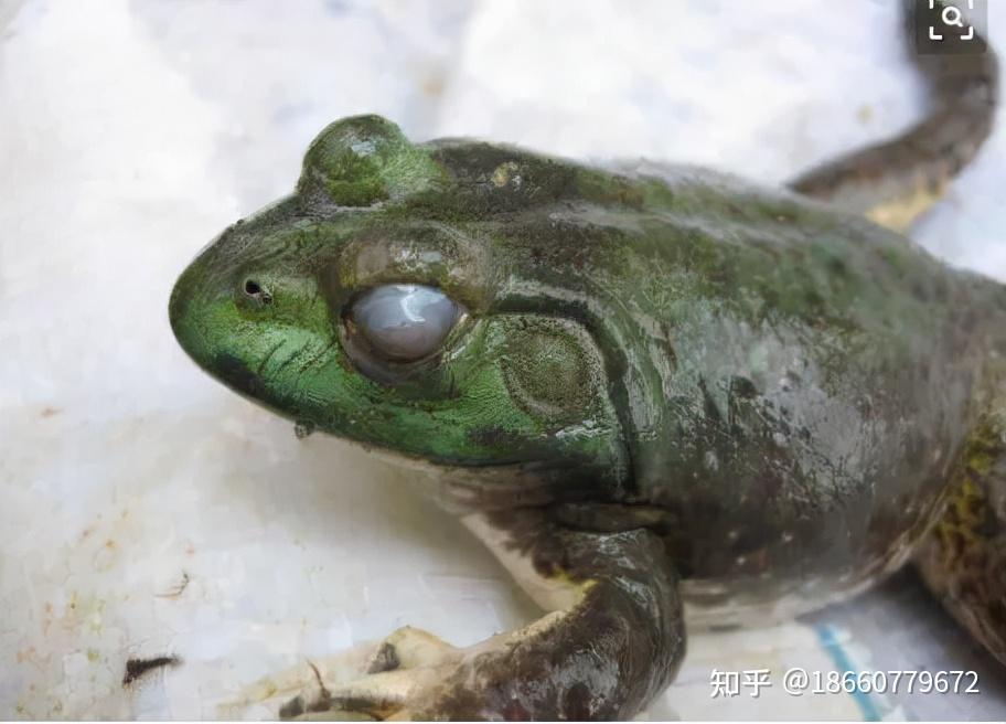 牛蛙歪头