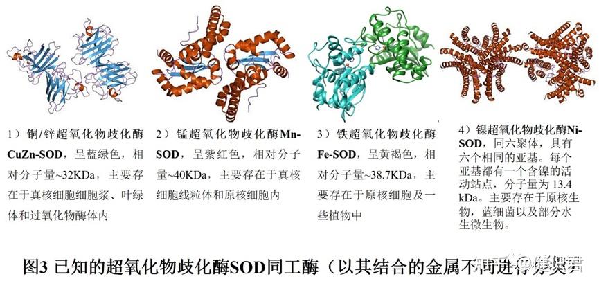 相对分子量约为32kda,主要存在于真核细胞细胞浆,叶绿体和过氧化物酶