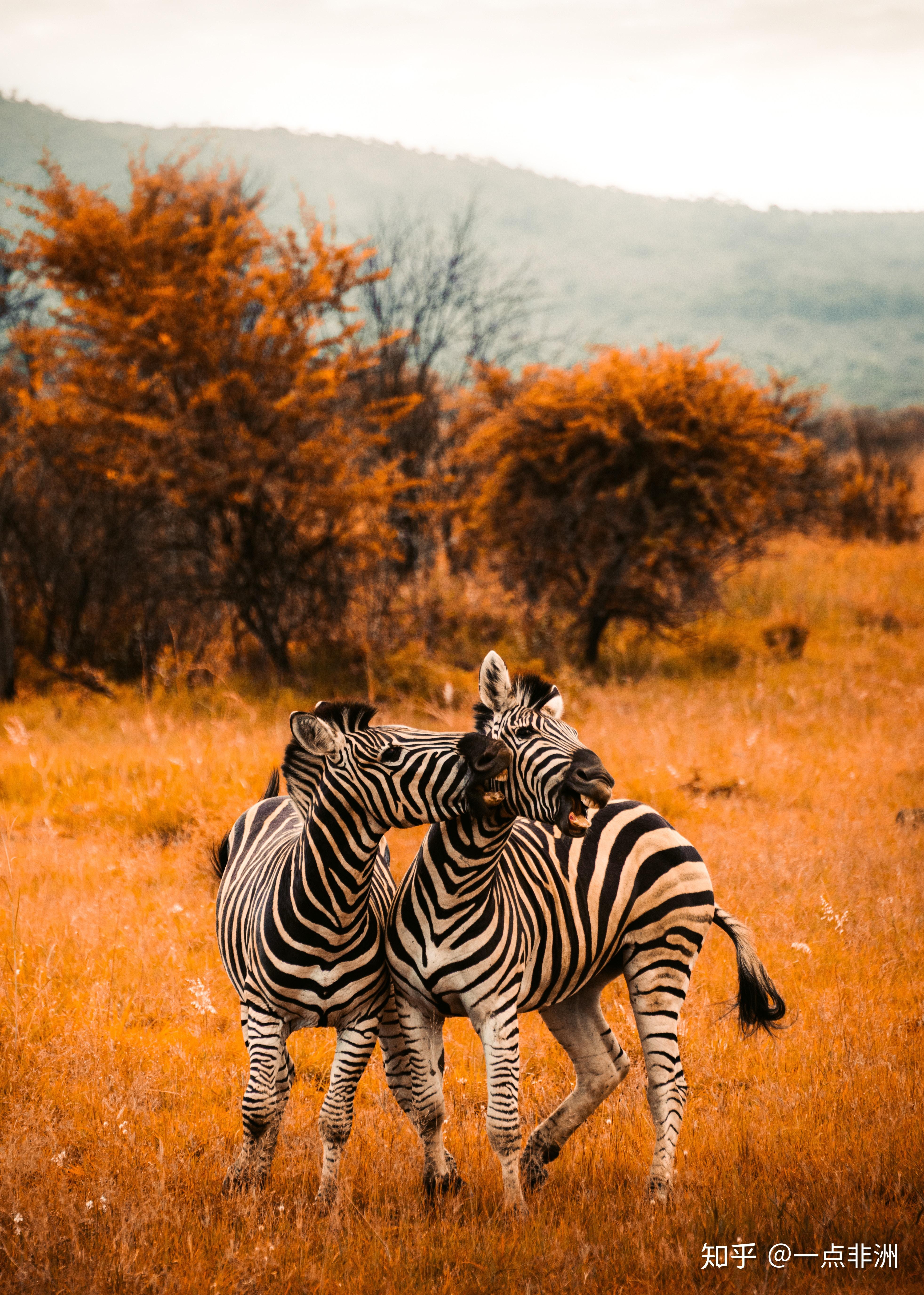 动物篇:54种动物的全面讲解,带你认识非洲大草原,这趟旅行我没白来
