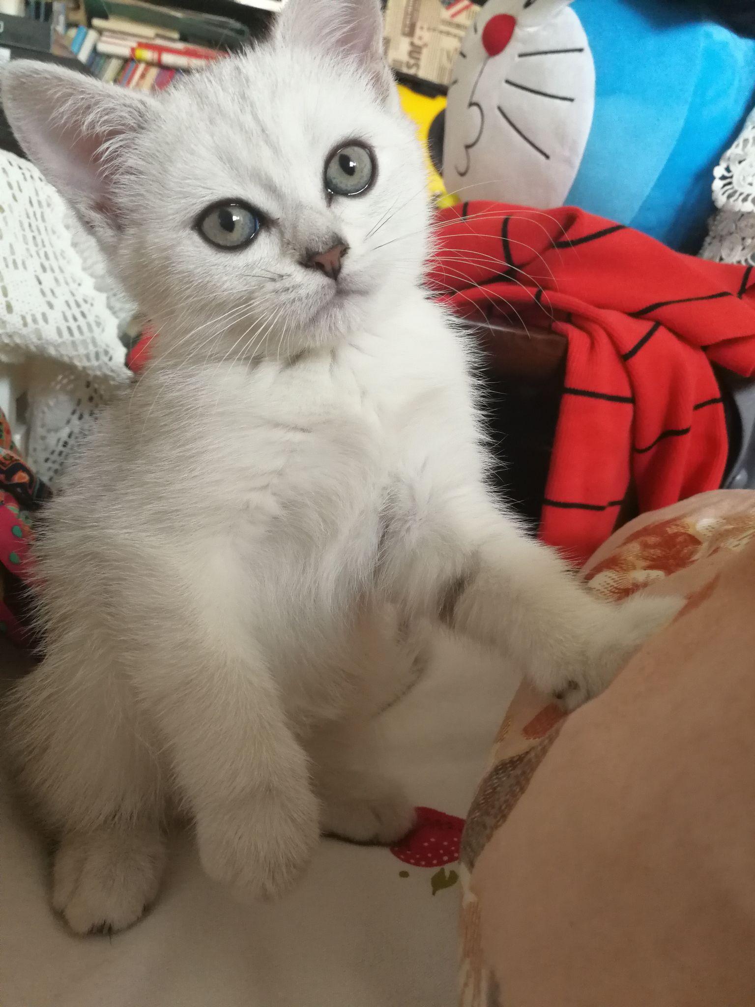 想给家里猫改个名字,是个起名废,英短银渐层弟