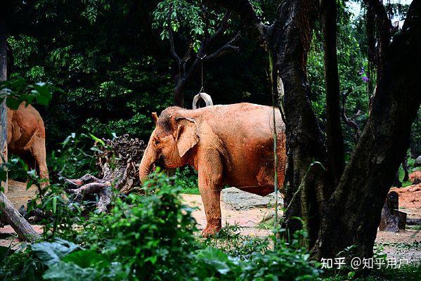 小牛在線牛不牛