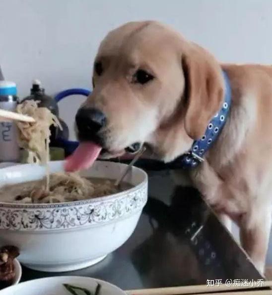 狗狗欺主你家也有漏风的小棉被吗