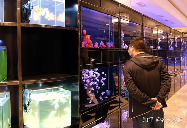 名亨魚缸 匠心營造高端家居魚缸品牌 1人 贊同了該文章 水族店 水族