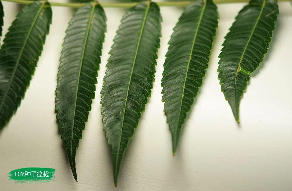 火炬树,红色刺毛果实聚生,形似火炬照林间! - 知乎