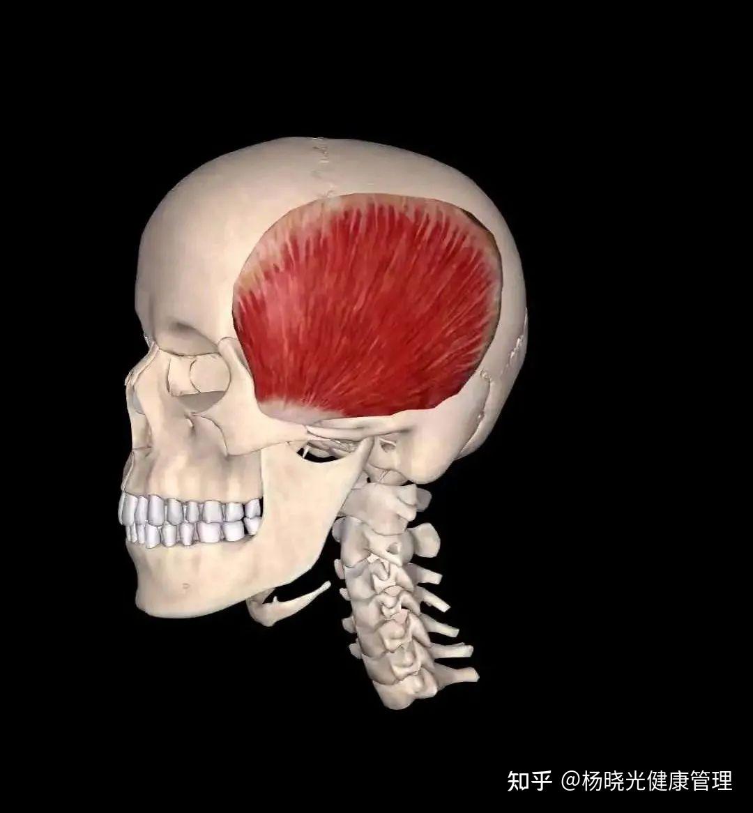 对于肌筋膜疼痛触发点的思考 - 知乎