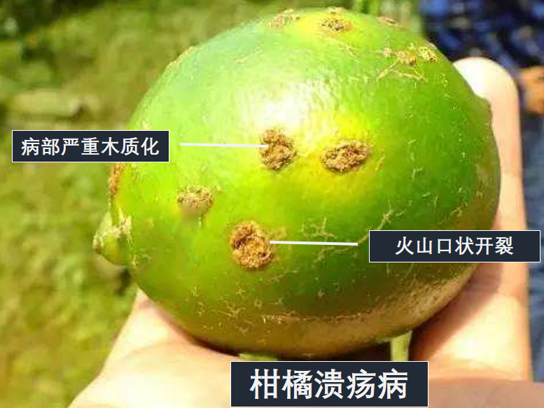 中华名果赣南脐橙该如何种植对种植土壤有什么要求