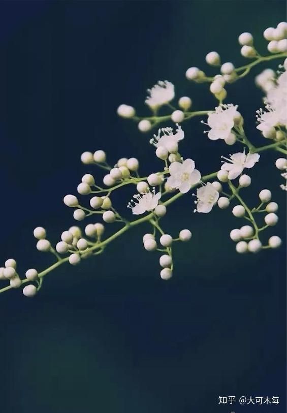 有了这些配花 让你作品的仙气值up Up 知乎