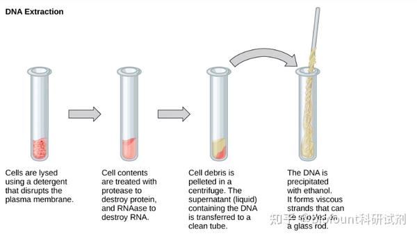 Dna提取及基本步骤 知乎