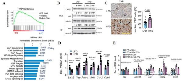 Cell Metabolism 细胞 细胞相互作用怎么研究？看完这篇cm可能就会了 知乎