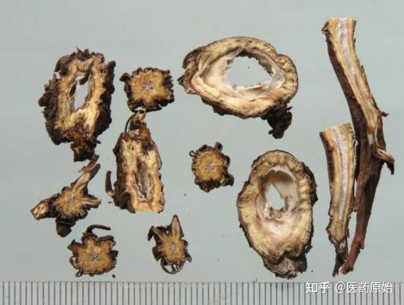 带你识别草乌 - 知乎