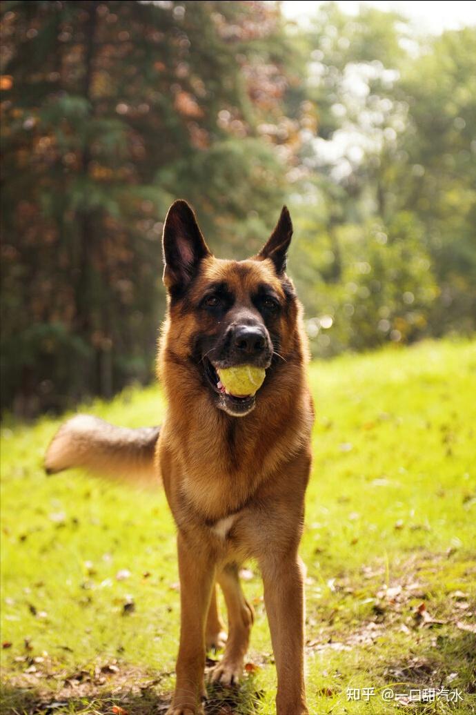 德牧犬的缺點