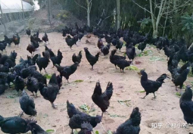农村创业干啥最赚钱?这12个农村致富好项目,你值得一试! - 知乎