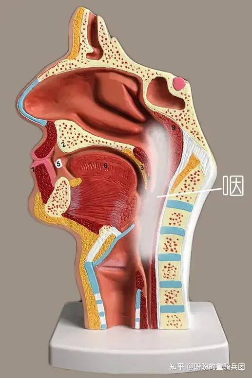 咽●咽指的是鼻腔口腔往后,食道往上的一段空腔,具体可以参照下图