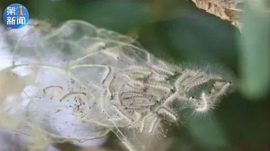 1只最高100元 西安高新区悬赏 通缉 这种虫子 知乎