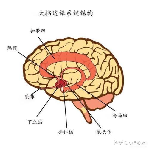 下丘脑分区图片