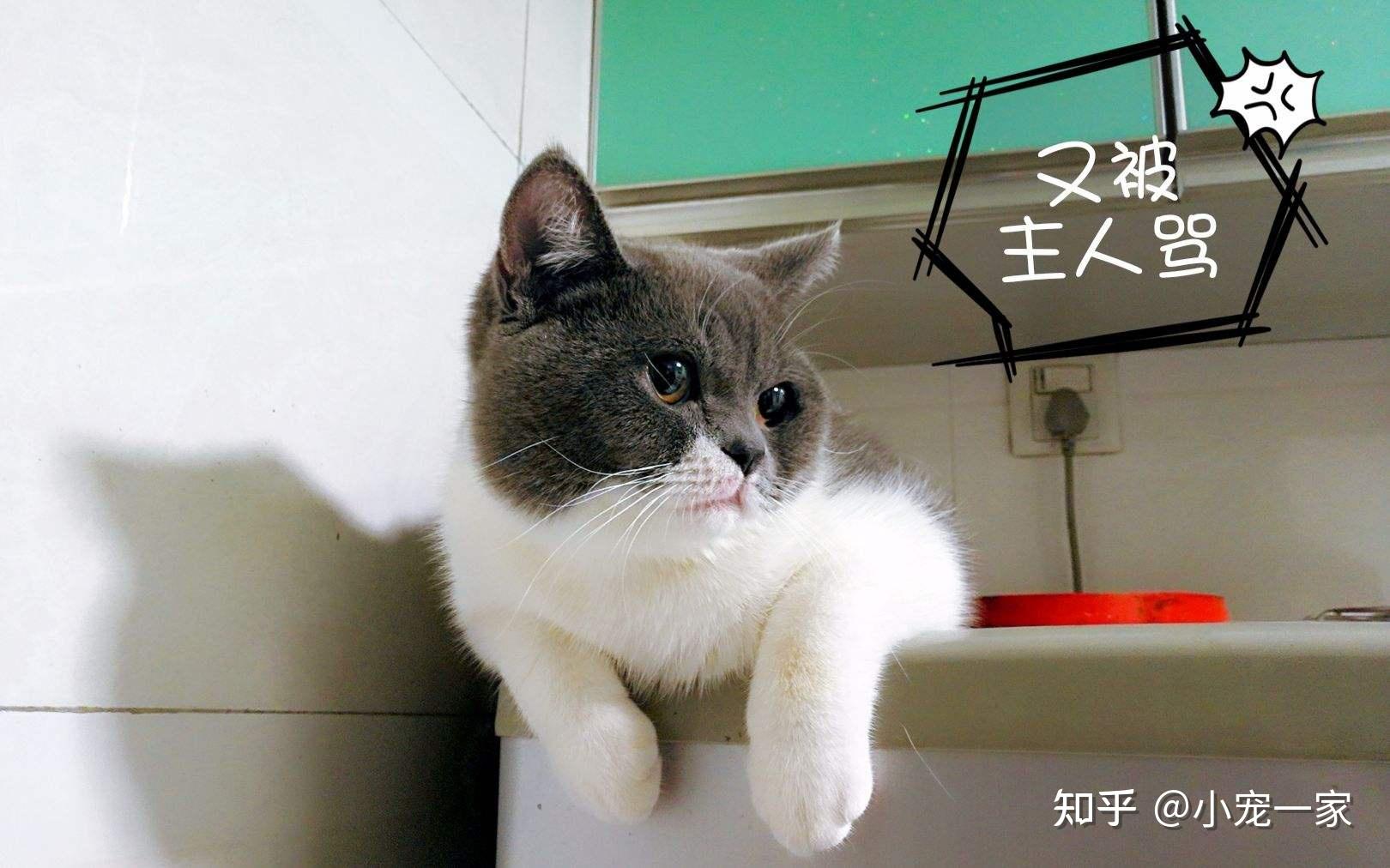 若一只猫有这6种表现，说明“智商低”，名副其实的傻猫
