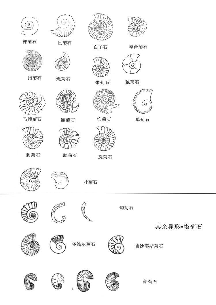 头足纲小传(22)魂引之灯:如何复原一枚菊石?