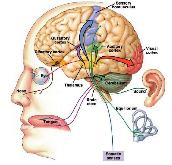 嗅觉(olfactory sense)是唯一不经过丘脑的感官说到感官通路,这就要说