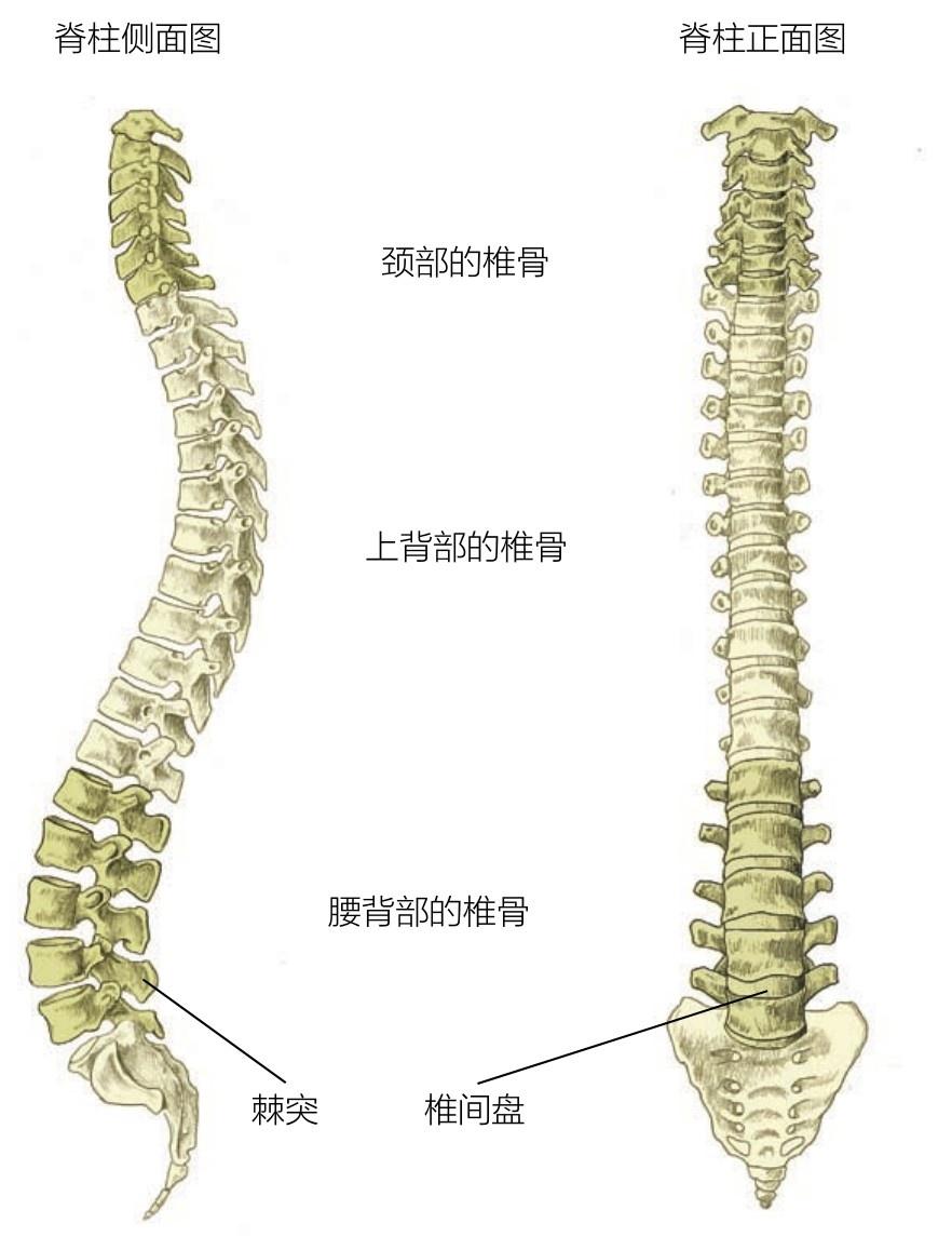 人体脊柱图片构造图解图片