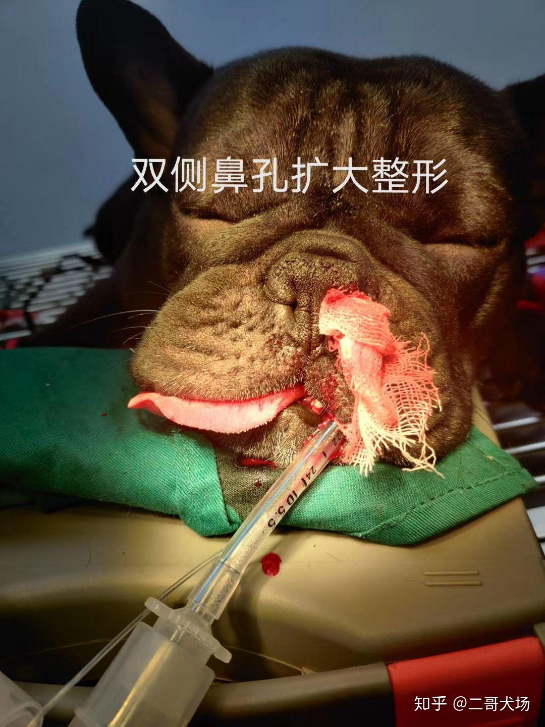 犬软腭图片