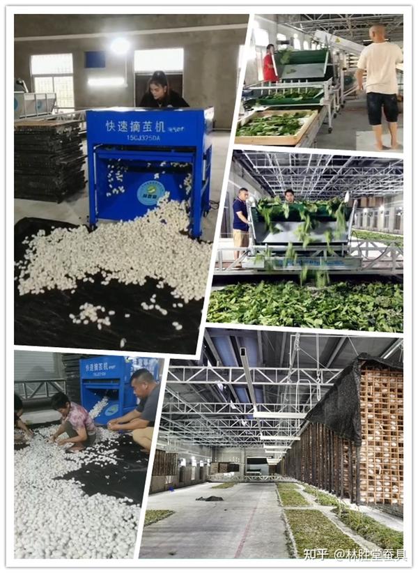 南宁邕宁区那楼镇三江告祥养蚕基地|科技养蚕喜迎丰收 - 知乎