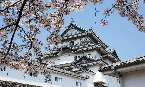 日本樱花服务器：探索其历史、文化与技术的融合(日本樱花服务器的发展前景)