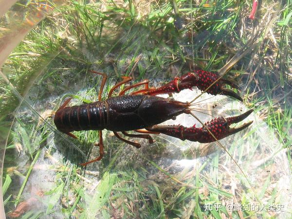 【动物界全系列】螯虾下目—蝲蛄科（上）：东北黑螯虾 - 知乎