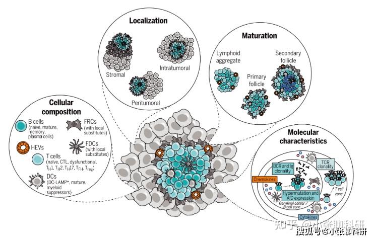 Nature及其子刊联袂推荐的免疫新热点——三级淋巴结构 - 知乎