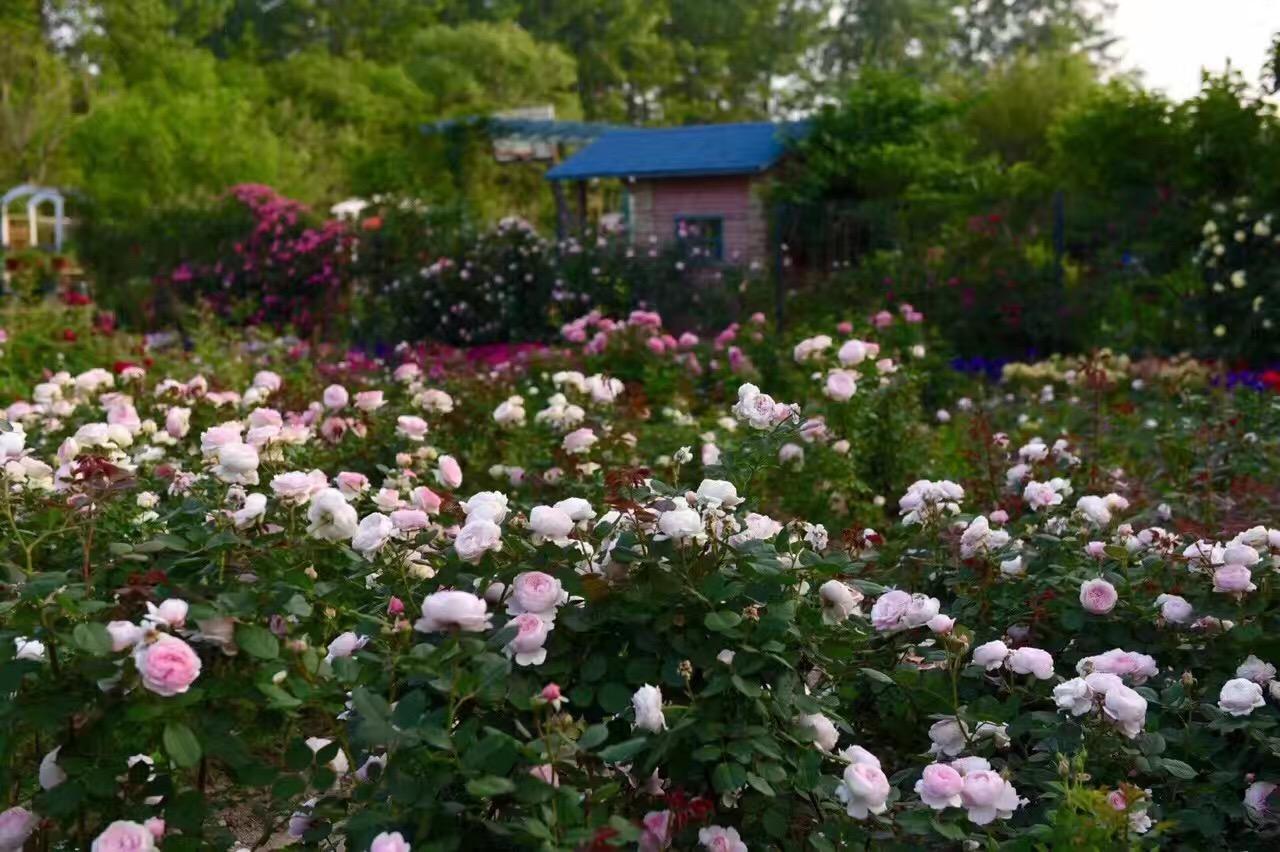 寻芳揽胜在奥克兰市的玫瑰花园[原创] - 游记·影像 - 华声论坛