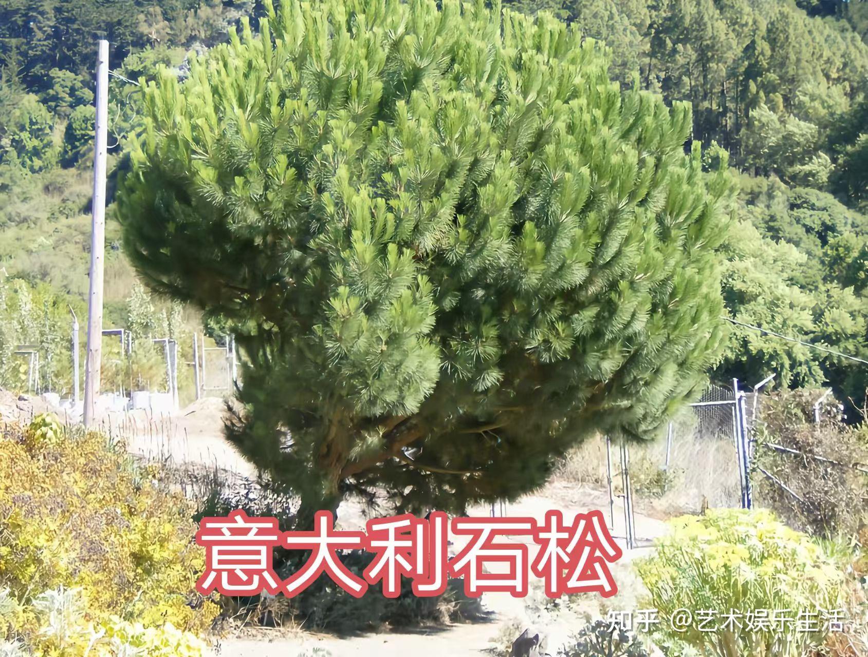 215种松科植物,最长寿的狐尾松已经活了4800岁 - 知乎