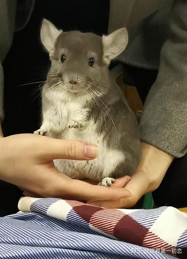 龙猫的价格是不是虚高 老鼠龙猫价格 双偶网