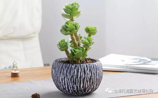 金钱木养护知识 知乎